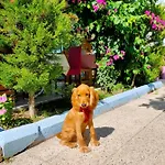 Hotel Erenler